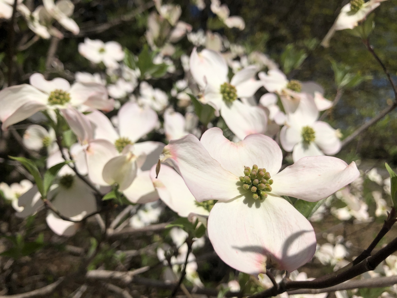 大花四照花